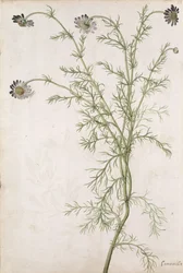 Chamaemelum nobile Allioni, vers 1568